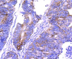 Invitrogen COX4 Recombinant Rabbit Monoclonal Antibody (JJ09-05) 100 &mu;L;