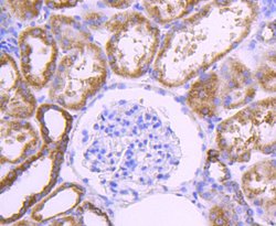 Invitrogen COX4 Recombinant Rabbit Monoclonal Antibody (JJ09-05) 100 &mu;L;