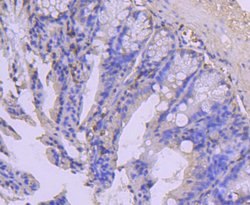 Invitrogen COX4 Recombinant Rabbit Monoclonal Antibody (JJ09-05) 100 &mu;L;