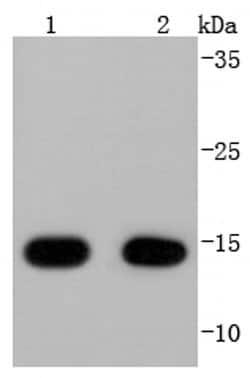 Invitrogen COX4 Recombinant Rabbit Monoclonal Antibody (JJ09-05) 100 &mu;L;