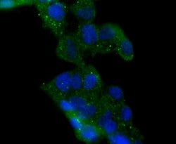 Invitrogen HDAC6 Recombinant Rabbit Monoclonal Antibody (JJ09-09) 100 &mu;L;