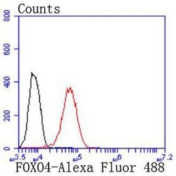 Invitrogen FOXO4 Recombinant Rabbit Monoclonal Antibody (JJ09-11) 100 &mu;L;