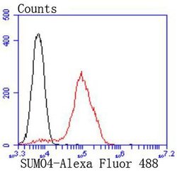 Invitrogen SUMO4 Recombinant Rabbit Monoclonal Antibody (JJ085-01) 100