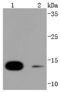 Invitrogen SUMO4 Recombinant Rabbit Monoclonal Antibody (JJ085-01) 100