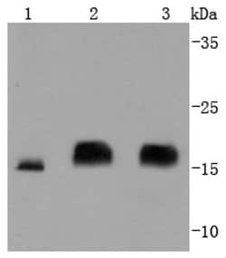 Invitrogen 4EBP1 Recombinant Rabbit Monoclonal Antibody (JJ09-25) 100 &mu;L;