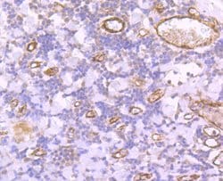 Invitrogen VWF Recombinant Rabbit Monoclonal Antibody (JJ09-34) 100 &mu;L;