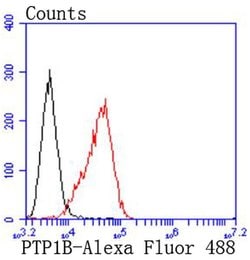 Invitrogen PTP1B Recombinant Rabbit Monoclonal Antibody (JJ0935) 100 &mu;L | Buy Online | Invitrogen&trade; | Fisher Scientific