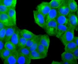 Invitrogen PTP1B Recombinant Rabbit Monoclonal Antibody (JJ0935) 100 &mu;L | Buy Online | Invitrogen&trade; | Fisher Scientific