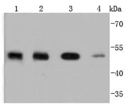 Invitrogen PTP1B Recombinant Rabbit Monoclonal Antibody (JJ0935) 100 &mu;L | Buy Online | Invitrogen&trade; | Fisher Scientific