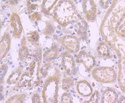 Invitrogen Fas Recombinant Rabbit Monoclonal Antibody (JJ0942) 100 &mu;L;