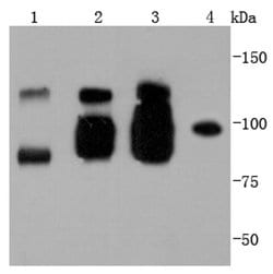 Invitrogen CD144 (VE-cadherin) Recombinant Rabbit Monoclonal Antibody (JJ0941)
