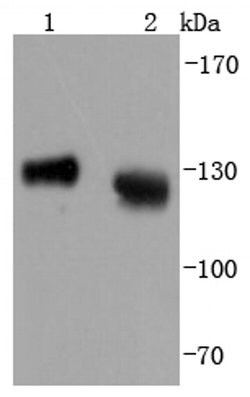 Invitrogen CD107a (LAMP-1) Recombinant Rabbit Monoclonal Antibody (JJ0940) 100 &mu;L | Buy Online | Invitrogen&trade; | Fisher Scientific