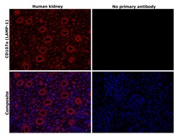 Invitrogen CD107a (LAMP-1) Recombinant Rabbit Monoclonal Antibody (JJ0940) 100 &mu;L | Buy Online | Invitrogen&trade; | Fisher Scientific