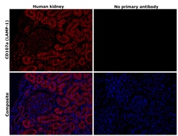 Invitrogen CD107a (LAMP-1) Recombinant Rabbit Monoclonal Antibody (JJ0940) 100 &mu;L | Buy Online | Invitrogen&trade; | Fisher Scientific