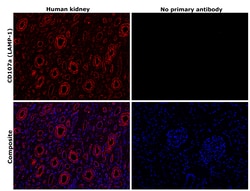 Invitrogen CD107a (LAMP-1) Recombinant Rabbit Monoclonal Antibody (JJ0940) 100 &mu;L | Buy Online | Invitrogen&trade; | Fisher Scientific
