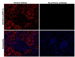 Invitrogen CD107a (LAMP-1) Recombinant Rabbit Monoclonal Antibody (JJ0940) 100 &mu;L | Buy Online | Invitrogen&trade; | Fisher Scientific