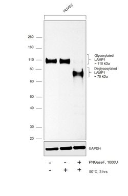Invitrogen CD107a (LAMP-1) Recombinant Rabbit Monoclonal Antibody (JJ0940) 100 &mu;L | Buy Online | Invitrogen&trade; | Fisher Scientific