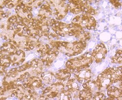 Invitrogen EBP50 Recombinant Rabbit Monoclonal Antibody (JJ0946) 100 &mu;L;