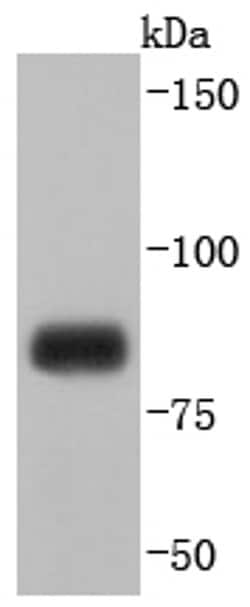 Invitrogen MFN1 Recombinant Rabbit Monoclonal Antibody (JF0954) 100 &mu;L;