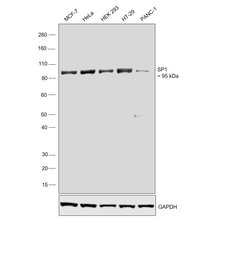 Invitrogen SP1 Recombinant Rabbit Monoclonal Antibody (JF0950) 100 &mu;L;