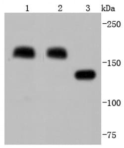Invitrogen CD206 (MMR) Recombinant Rabbit Monoclonal Antibody (JF0953)