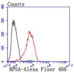 Invitrogen RPSA Recombinant Rabbit Monoclonal Antibody (JF0955) 100 &mu;L;