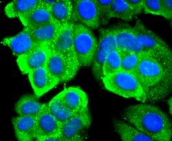 Invitrogen RPSA Recombinant Rabbit Monoclonal Antibody (JF0955) 100 &mu;L;