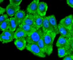 Invitrogen RPSA Recombinant Rabbit Monoclonal Antibody (JF0955) 100 &mu;L;