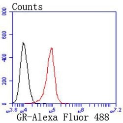 Invitrogen Glucocorticoid Receptor Recombinant Rabbit Monoclonal Antibody