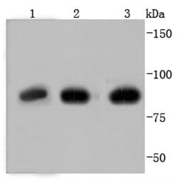 Invitrogen Glucocorticoid Receptor Recombinant Rabbit Monoclonal Antibody
