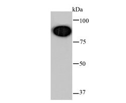 Invitrogen Glucocorticoid Receptor Recombinant Rabbit Monoclonal Antibody