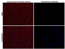 Invitrogen MBP Recombinant Rabbit Monoclonal Antibody (JF0943) 100 &mu;L;