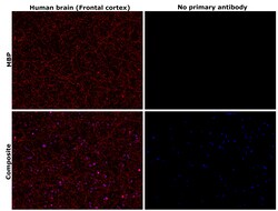 Invitrogen MBP Recombinant Rabbit Monoclonal Antibody (JF0943) 100 &mu;L;