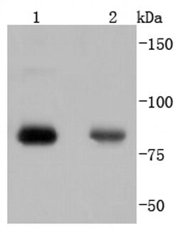 Invitrogen Phospho-PKC alpha (Thr638) Recombinant Rabbit Monoclonal Antibody