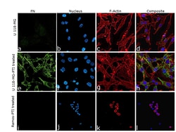 Invitrogen Fibronectin Recombinant Rabbit Monoclonal Antibody (JF0582)
