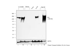 Invitrogen Fibronectin Recombinant Rabbit Monoclonal Antibody (JF0582)