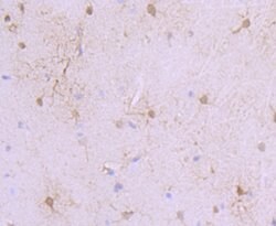 Invitrogen S100A6 Recombinant Rabbit Monoclonal Antibody (JF0976) 100 &mu;L;