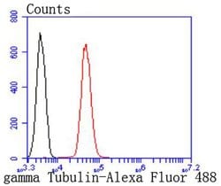 Invitrogen gamma Tubulin Recombinant Rabbit Monoclonal Antibody (JF0972)