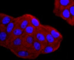 Invitrogen gamma Tubulin Recombinant Rabbit Monoclonal Antibody (JF0972)