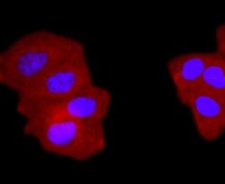 Invitrogen gamma Tubulin Recombinant Rabbit Monoclonal Antibody (JF0972)