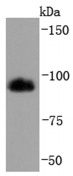 Invitrogen HMGCR Recombinant Rabbit Monoclonal Antibody (JF0981) 100 &mu;L | Buy Online | Invitrogen&trade; | Fisher Scientific