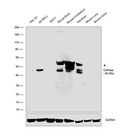 Invitrogen CNPase Recombinant Rabbit Monoclonal Antibody (JF10-25) 100