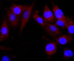 Invitrogen CNPase Recombinant Rabbit Monoclonal Antibody (JF10-25) 100