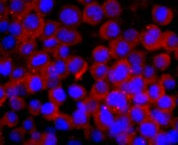 Invitrogen CNPase Recombinant Rabbit Monoclonal Antibody (JF10-25) 100