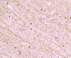 Invitrogen CNPase Recombinant Rabbit Monoclonal Antibody (JF10-25) 100