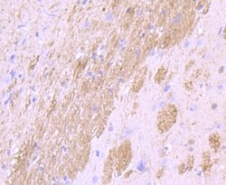 Invitrogen CNPase Recombinant Rabbit Monoclonal Antibody (JF10-25) 100