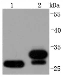 Invitrogen NQO1 Recombinant Rabbit Monoclonal Antibody (JF440-1) 100 &mu;L | Buy Online | Invitrogen&trade; | Fisher Scientific