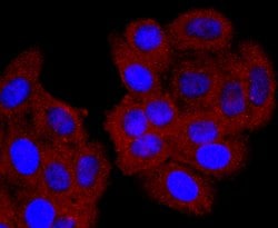Invitrogen CD74 Recombinant Rabbit Monoclonal Antibody (JF40-10) 100 &mu;L;