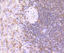 Invitrogen CD74 Recombinant Rabbit Monoclonal Antibody (JF40-10) 100 &mu;L;