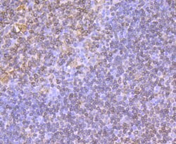 Invitrogen CD74 Recombinant Rabbit Monoclonal Antibody (JF40-10) 100 &mu;L;